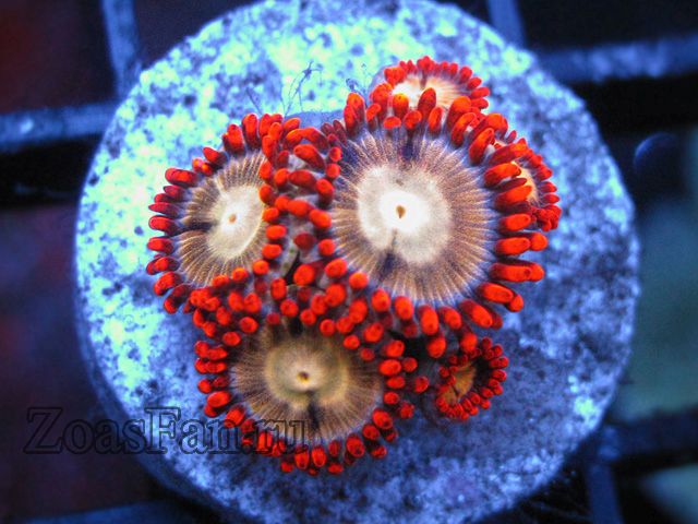 Orange Implosion